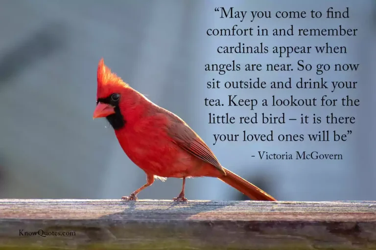 24 Best Inspirational Cardinal Quotes