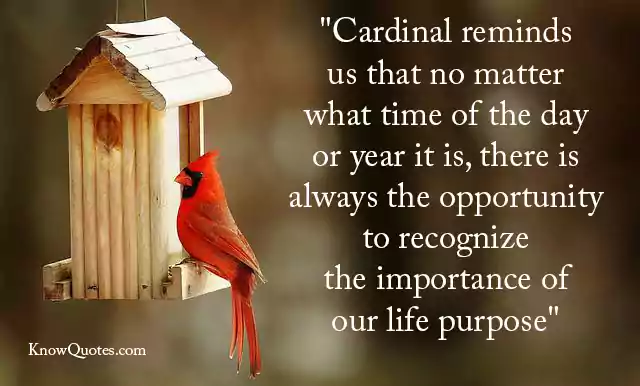 Inspirational Quotes With Cardinals