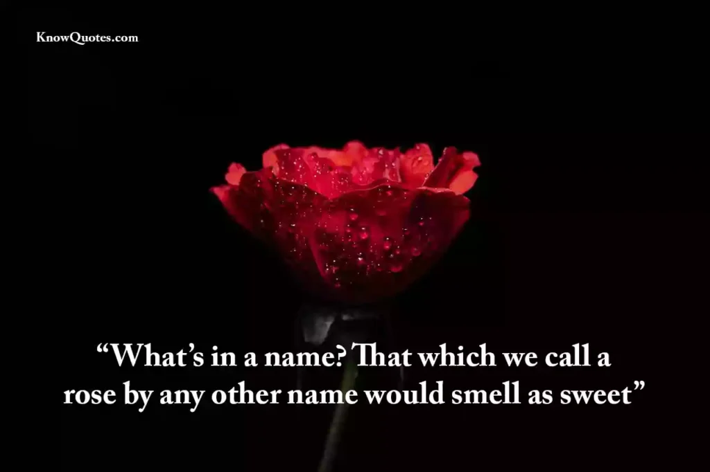 Romantic Red Rose Love Quotes
