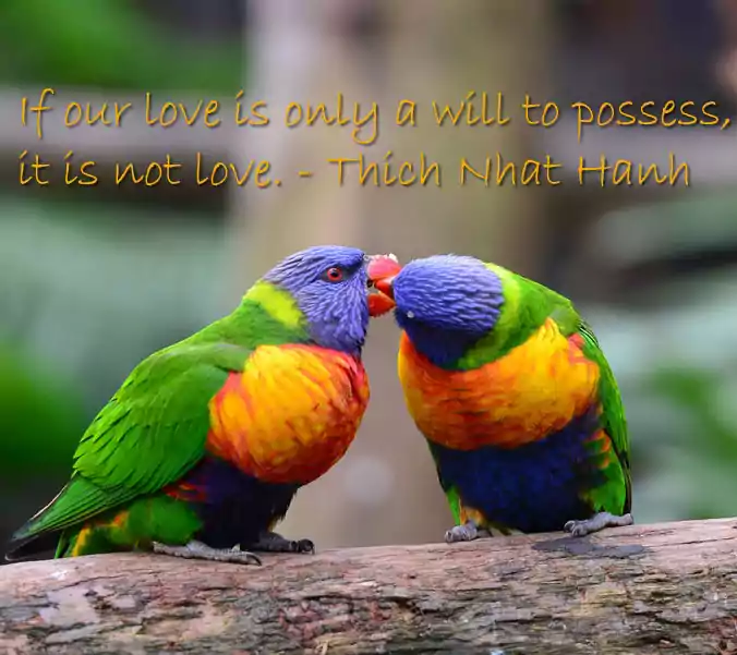 Romantic Love Birds Quotes