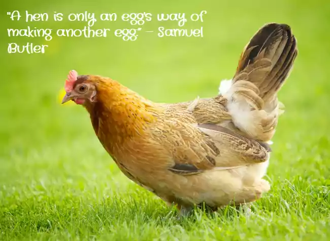 Chicken Quotes Funny