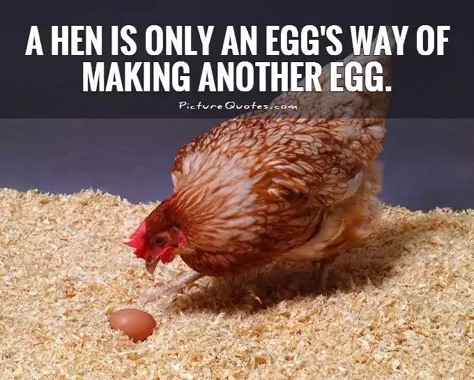 Cute Chicken Quotes