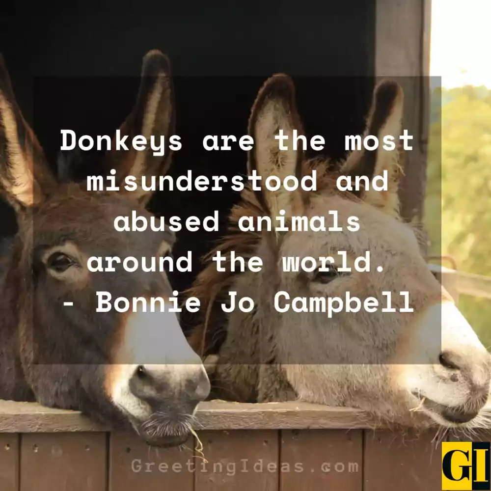 Do Donkeys Find Things Funny