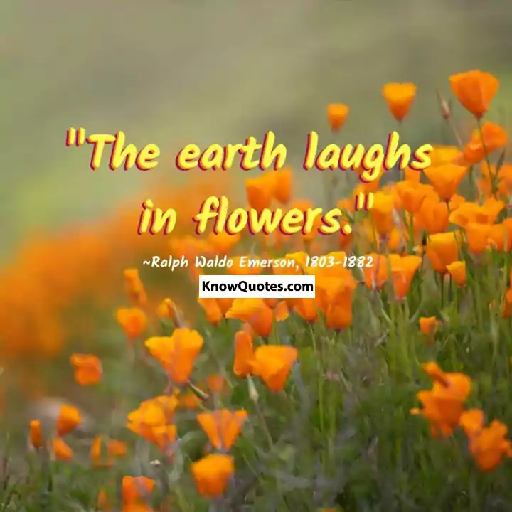 Life Is Like a Flower Quotes
