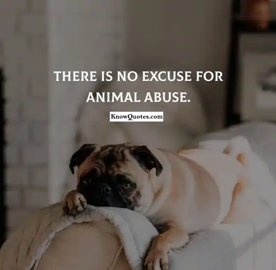 Stop Animal Abuse Quotes