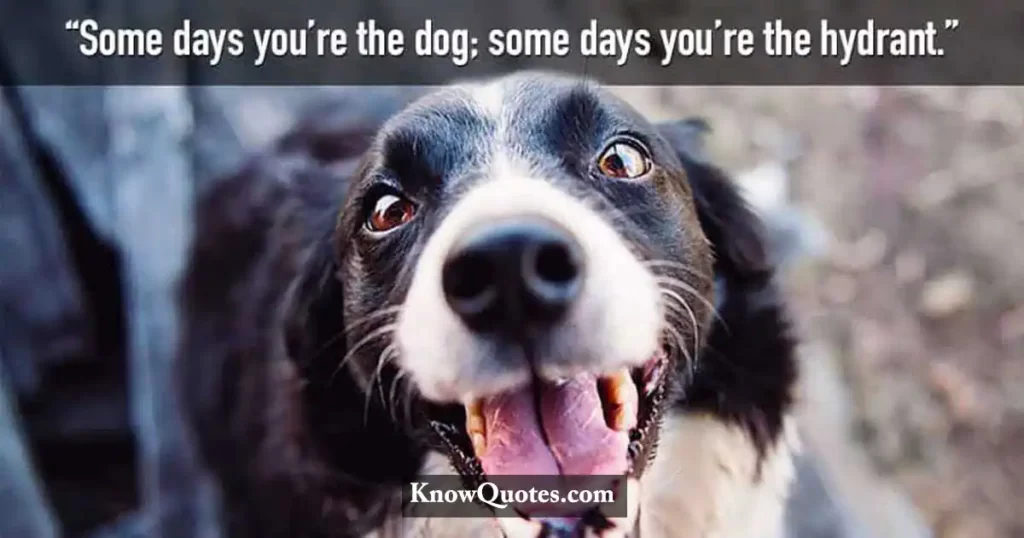 Funny Dog Quotes Short