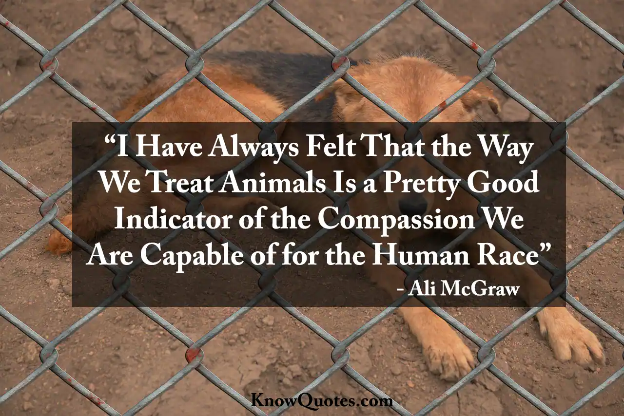 Stop Abusing Animals Quotes